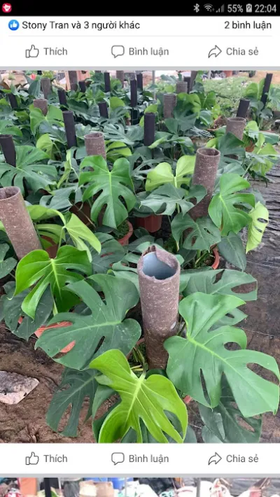 nhà vườn ngọc hà - cửa hàng bán buôn cây cảnh