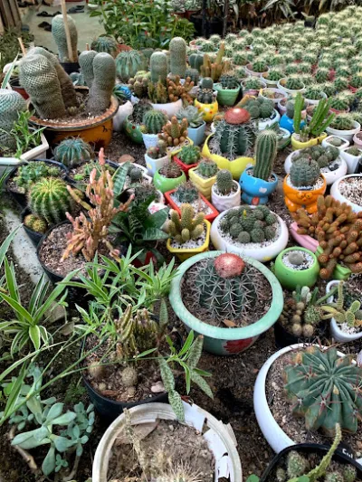 nhà vườn xương rồng huế - xuân tùng - cửa hàng bán buôn cây cảnh