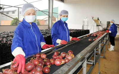 nông san viêt nam - tổ chức nông nghiệp