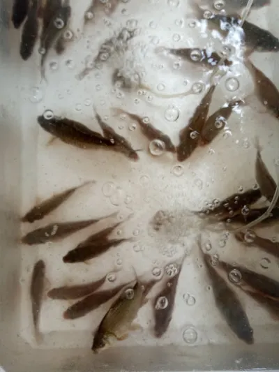 nông thôn quán - nhà hàng