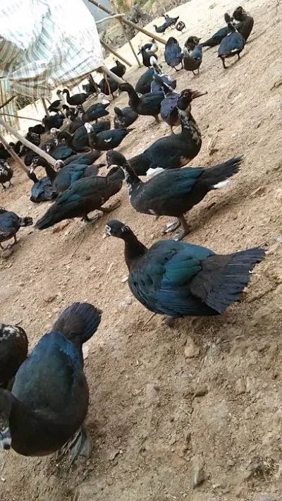 oppo brandshop khánh an - an khê - gia lai - cửa hàng điện thoại di động