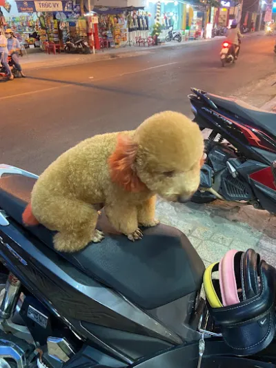 pet family - dịch vụ chăm sóc thú nuôi