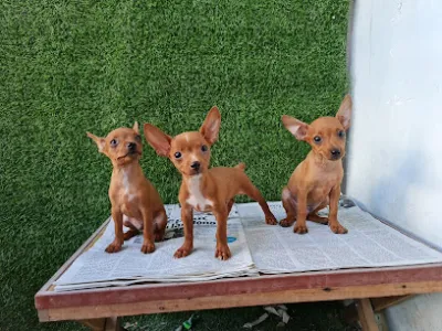 petshop chó cảnh đà nẵng - dịch vụ trông thú cưng