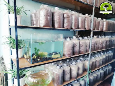 phôi nấm trồng tại nhà - cưa hang nông san