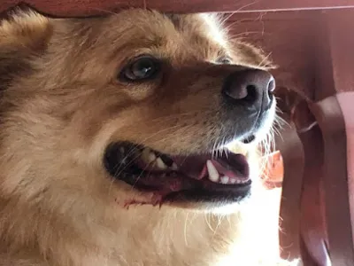 phòng khám kt pets - dịch vụ chăm sóc thú nuôi