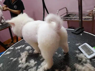 phòng khám thú cưng gia hưng - bệnh viện thú y