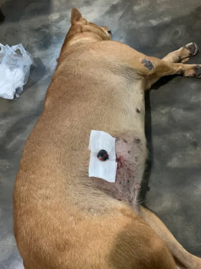 phòng khám thú y 24h chợ mới angiang_angiang pet clinic - bệnh viện thú y