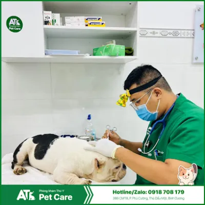 phòng khám thú y at pet care - bác sĩ thú y