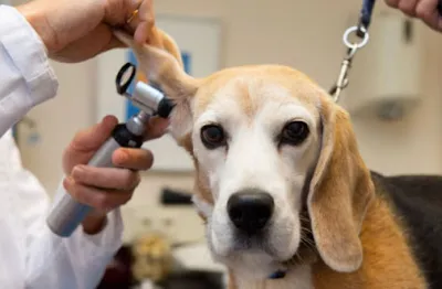 phòng khám thú y bắc giang - bác sĩ hải - bác sĩ