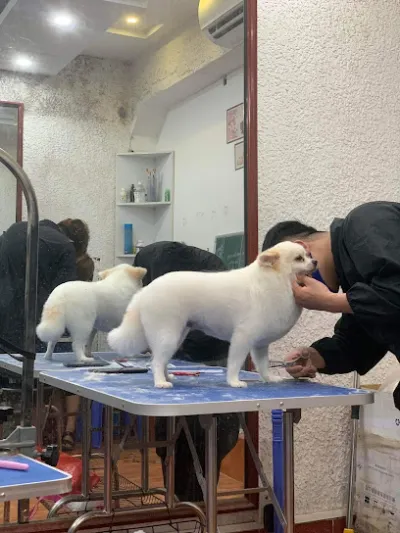 phòng khám thú y - bệnh viện thú y