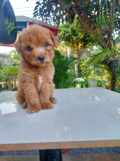 phòng khám thú y - bs. khánh - bệnh viện thú y phòng khám thú y - bs. khánh - bệnh viện thú y