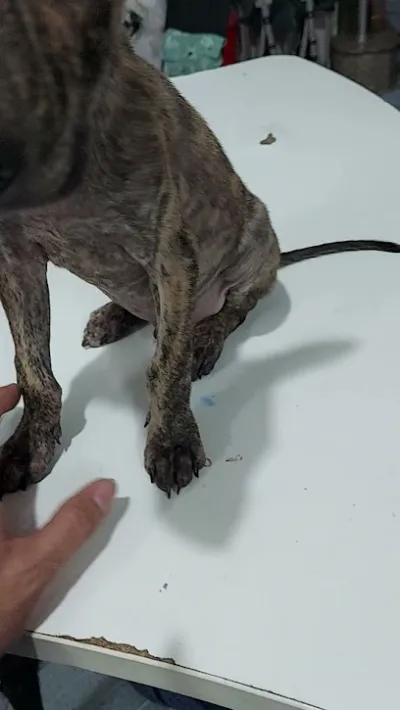 phòng khám thú y cần giuộc - bệnh viện thú y