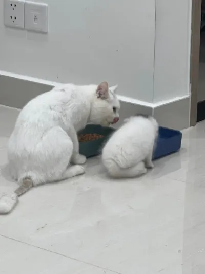 phòng khám thú y cư jút - bệnh viện thú y