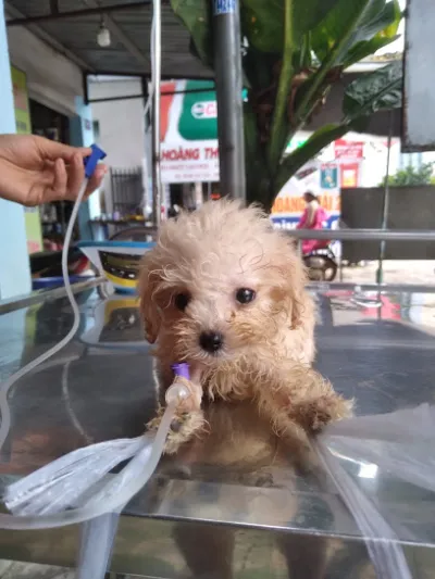 phòng khám thú y đồng xoài - bác sĩ