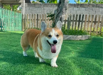 phòng khám thú y đức hoà - bệnh viện thú y