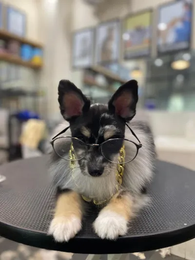 phòng khám thú y ecopet 247 - bệnh viện thú y