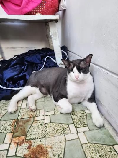 phòng khám thú y first pet - bệnh viện thú y