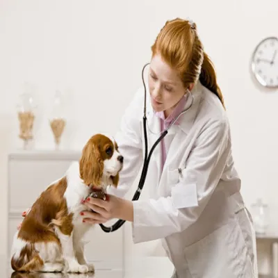 phòng khám thú y hue vet - bệnh viện thú y