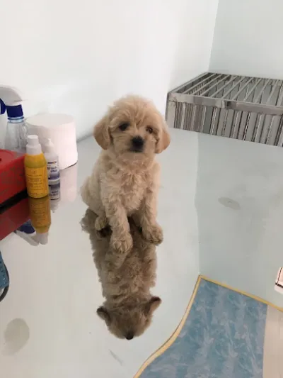 phòng khám thú y mochi pet - bệnh viện thú y