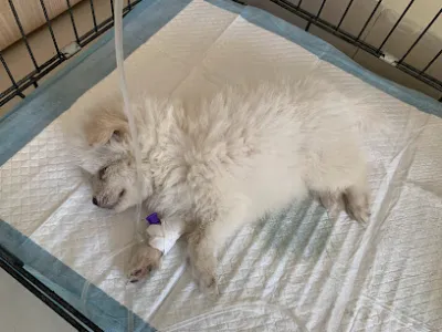 phòng khám thú y paw point quảng ngãi - bệnh viện thú y