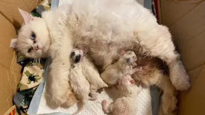 phòng khám thú y pet care hưng yên - bệnh viện thú y