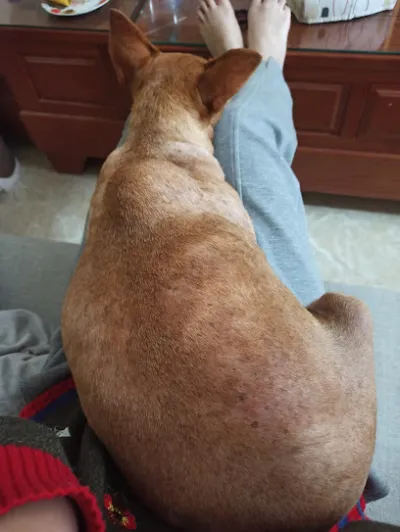 phòng khám thú y pet love - bệnh viện thú y