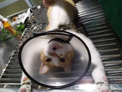 phòng khám thú y petaholic - bs hà kiều anh - bệnh viện thú y