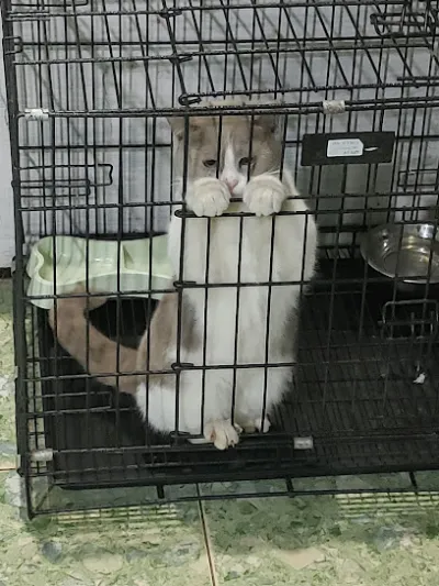 phòng khám thú y - petshop ramat - bệnh viện thú y