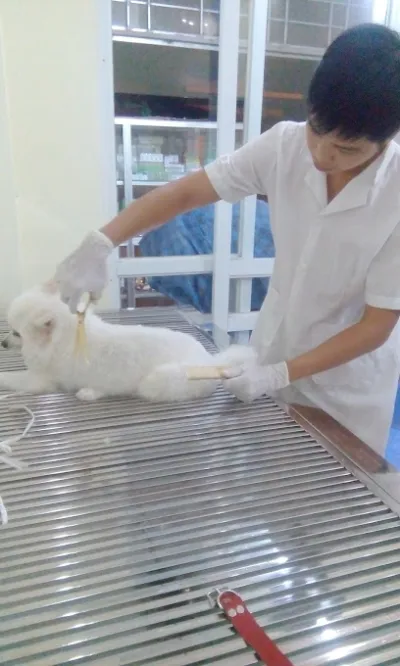 phòng khám thú y phương thành - bệnh viện