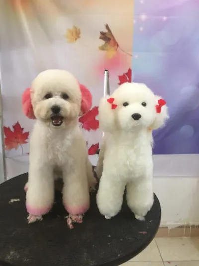 phòng khám thú y - spa chó mèo tại hà lam - bệnh viện thú y