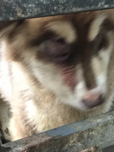 phòng khám thú y vĩnh yên - bệnh viện thú y