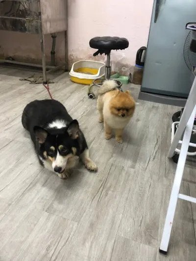 pink pet lào cai - pet shop & spa - trông giữ thú cưng - dịch vụ chăm sóc thú nuôi