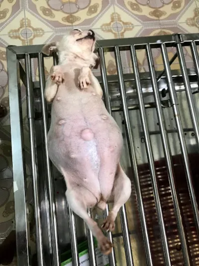 pk thú y pet home - bác sĩ