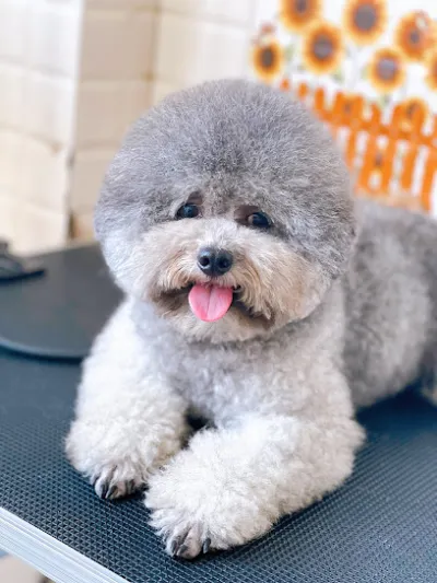 puppy house - dịch vụ chăm sóc thú nuôi