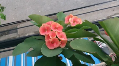 quán bún liên vững - nhà hàng