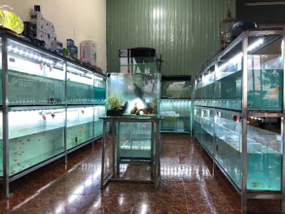 quang luân cá cảnh - cửa hàng cá cảnh