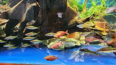 rainbow binkhanh - cửa hàng cá cảnh