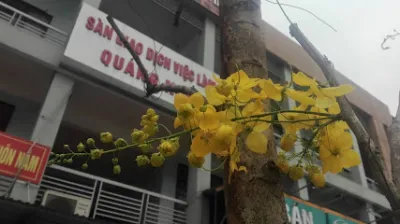 sàn giao dịch việc làm quảng ninh - văn phòng giới thiệu việc làm