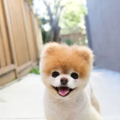 sản phẩm thú cưng - dịch vụ chăm sóc thú nuôi