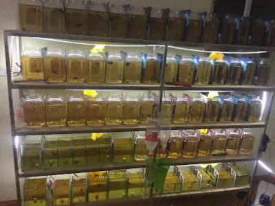 shop béo betta - cửa hàng cá cảnh