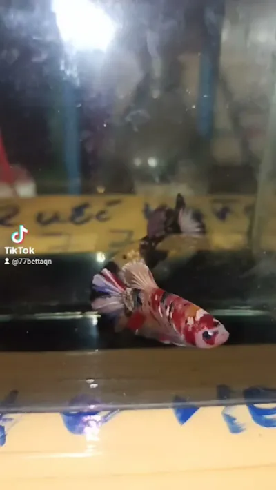 shop cá betta - cửa hàng cá cảnh