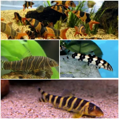 shop cá cảnh aq - cửa hàng cá cảnh