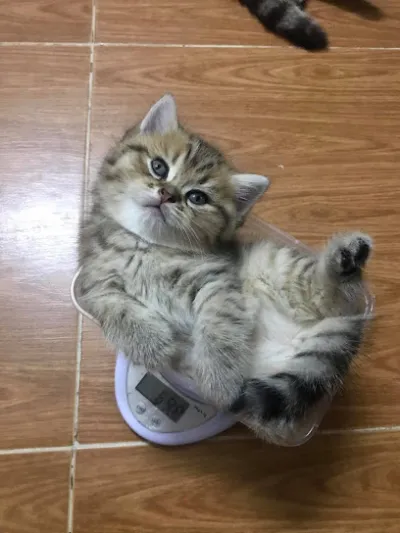 shop chó mèo kon tum - cửa hàng