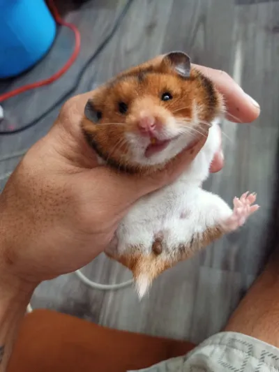 shop hamster long xanh - dịch vụ chăm sóc thú nuôi