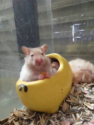 shop hamster thỏ sóc công anh - cửa hàng vật nuôi