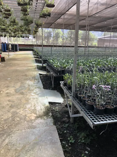 shop hoa đà lạt - cửa hàng hoa