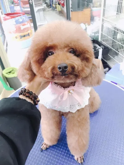 shop pet spa tân an - dịch vụ chăm sóc thú nuôi