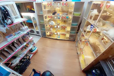 shop thú cưng mập pet house | địa chỉ bán chó mèo cảnh & dv khách sạn thú cưng uy tín - trại chăm sóc mèo