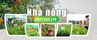 siêu thị nhà nông - cn đắk nông - nhà cung cấp hạt giống