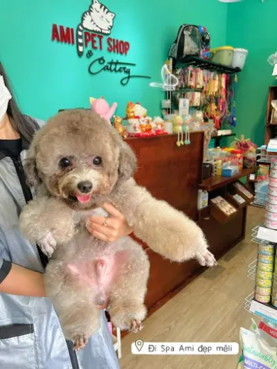 siêu thị thú cưng ami pet shop & cattery - cửa hàng đồ vật nuôi